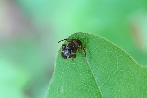 Réf. 231 296 : Ptinus rufipes